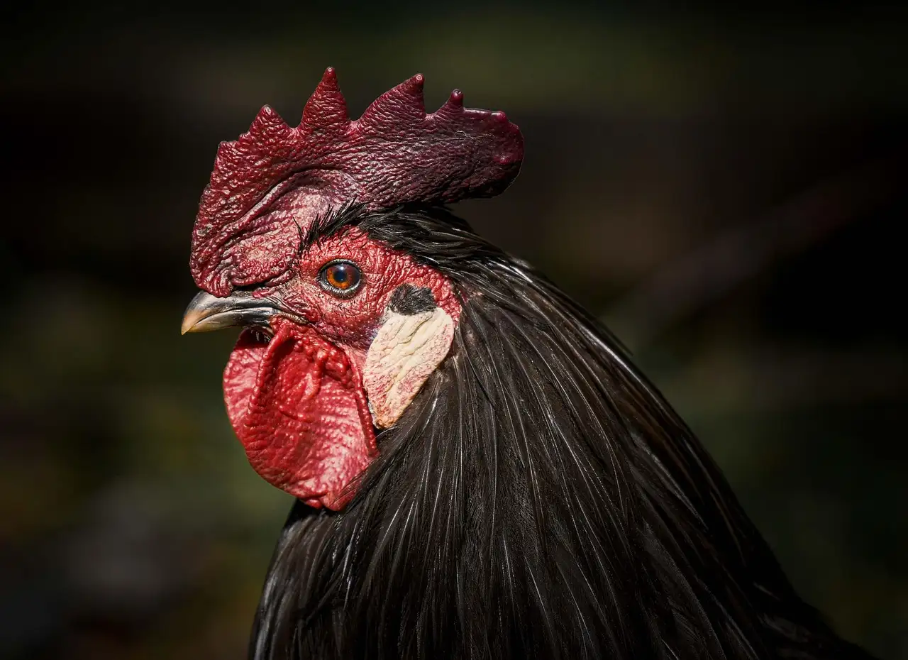 Rond barbecue rooster kopen | Kwaliteit en duurzaamheid