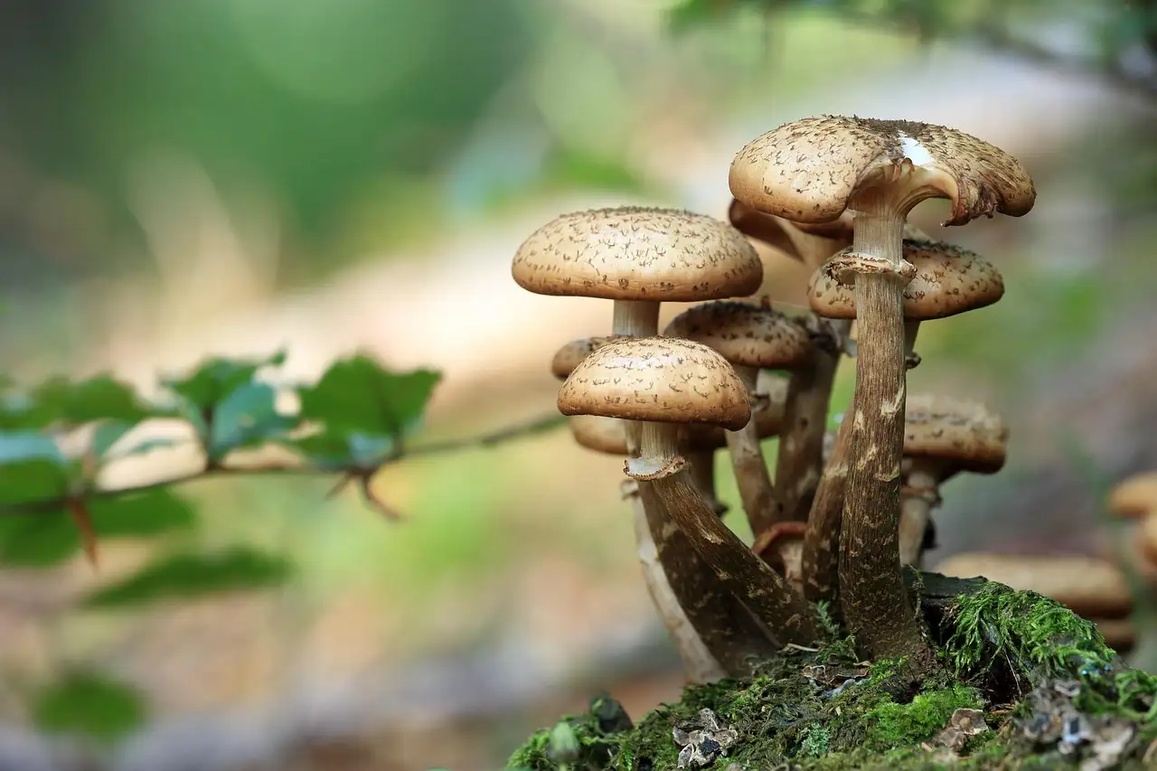 Barbecued mushrooms: Heerlijke recepten en tips